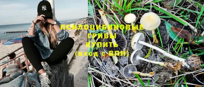 Галлюциногенные грибы Psilocybe  MEGA сайт  Каргополь 